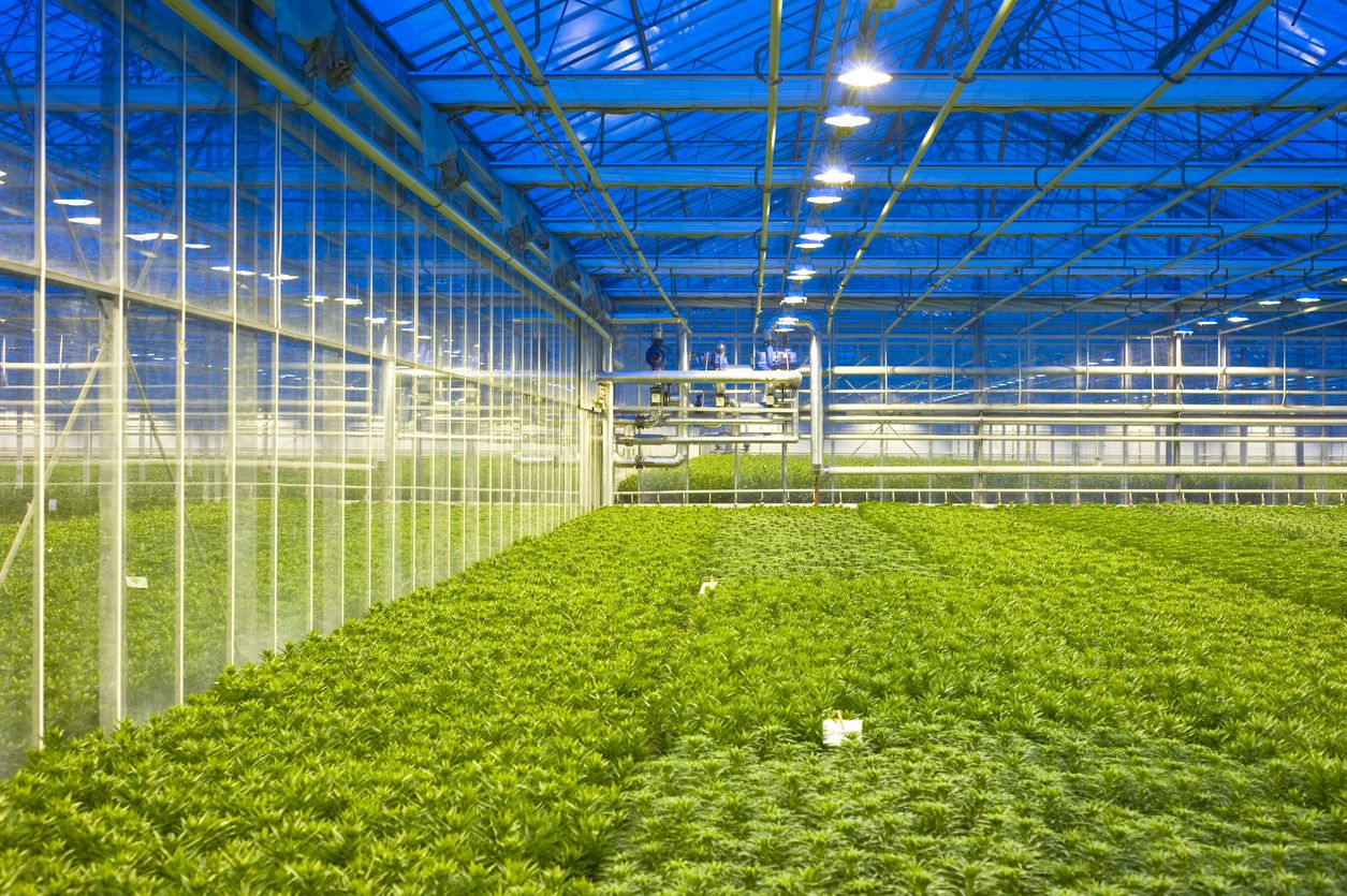 Advancing Autonomous Greenhouse Technology with AI for Sustainable Food and Plant Production in Controlled Environment Agriculture