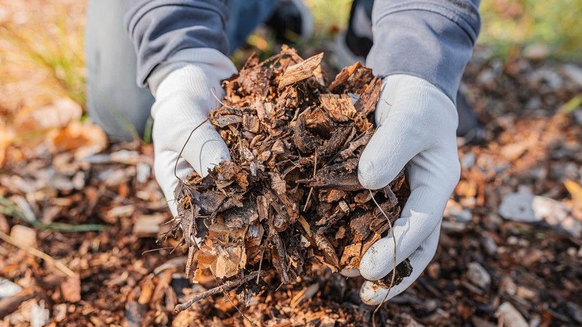 To slow global warming, bury wood debris