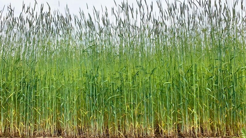 Study offers insight into balancing climate solutions and crop yields