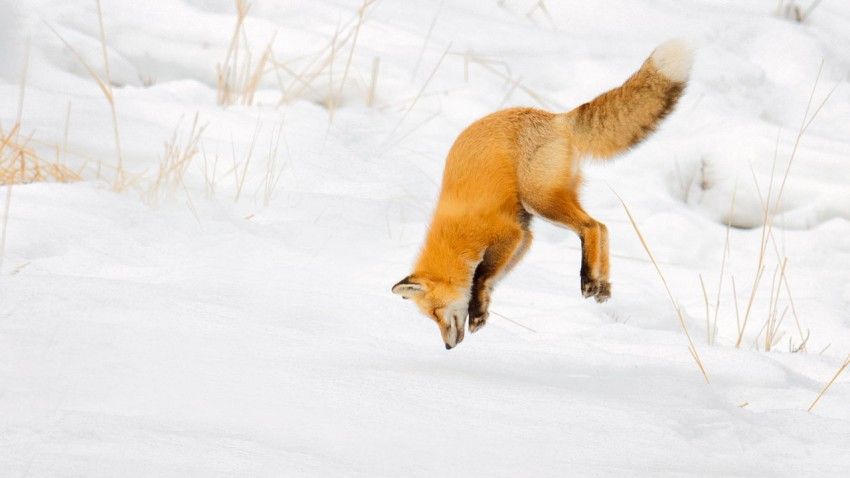 Long snouts protect foxes when ‘mousing’ headfirst in snow