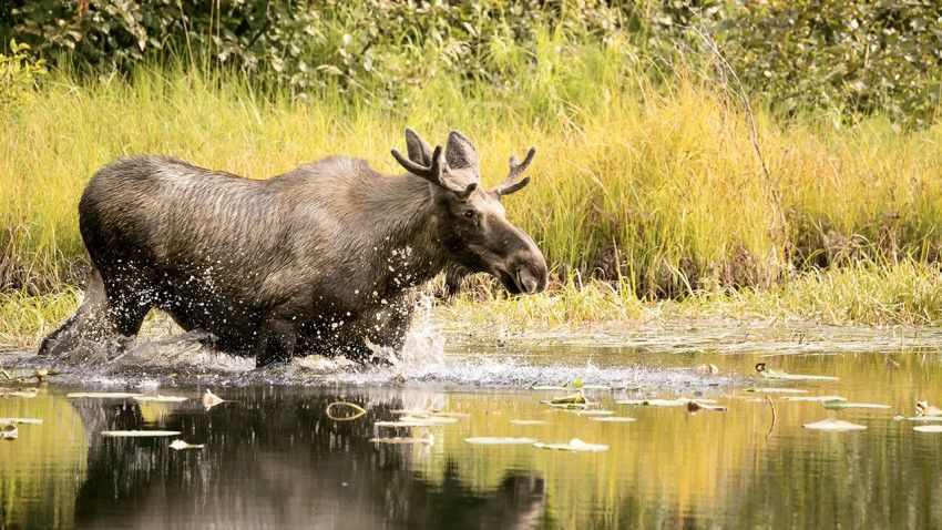 Deer spread parasites that harm Adirondack moose