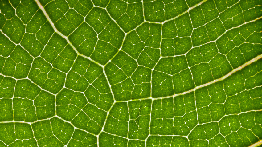 Plants use ‘weather radar’ to sense temperature