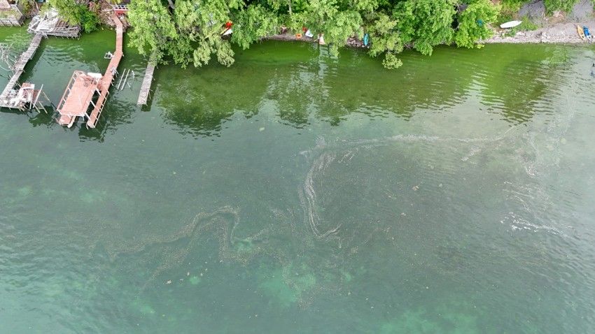 Toxic algae releases chemicals to suppress competitors