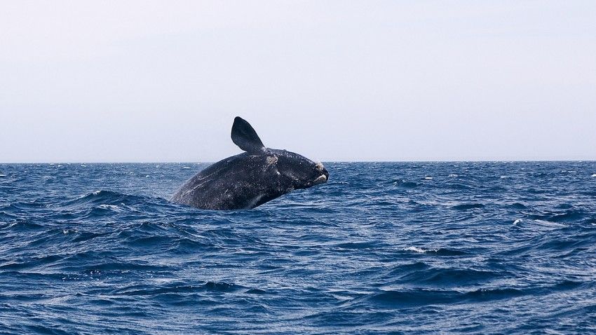 New study advances acoustic monitoring of endangered whale