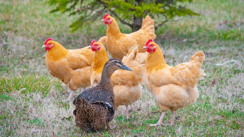 Backyard poultry at risk when migrating mallards stop to rest