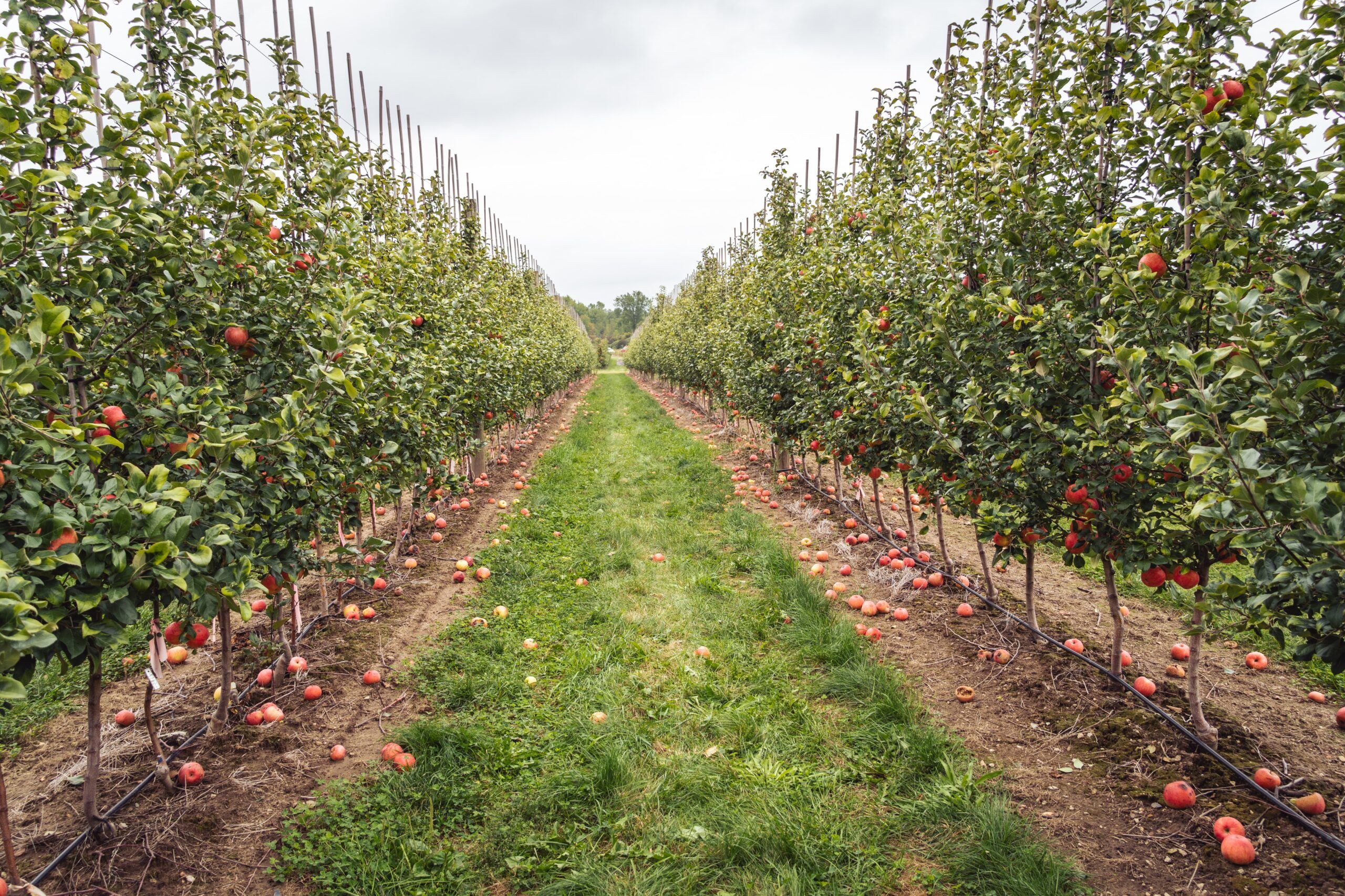 Accelerated and automated stress diagnostics in apple orchards