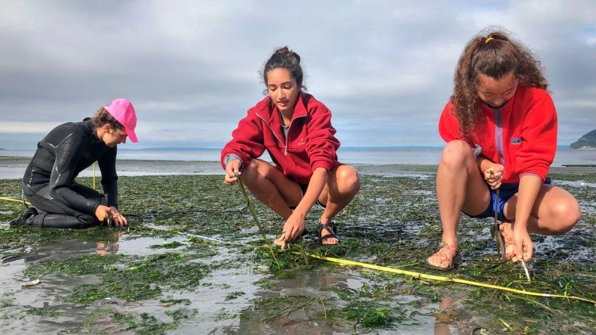 Marine herbivores chomp eelgrass, making it susceptible to wasting