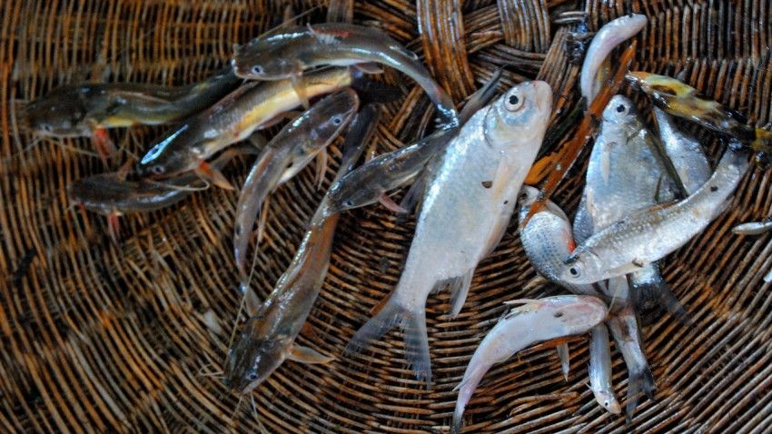 Biodiversity allows for sustainable fisheries, better nutrition