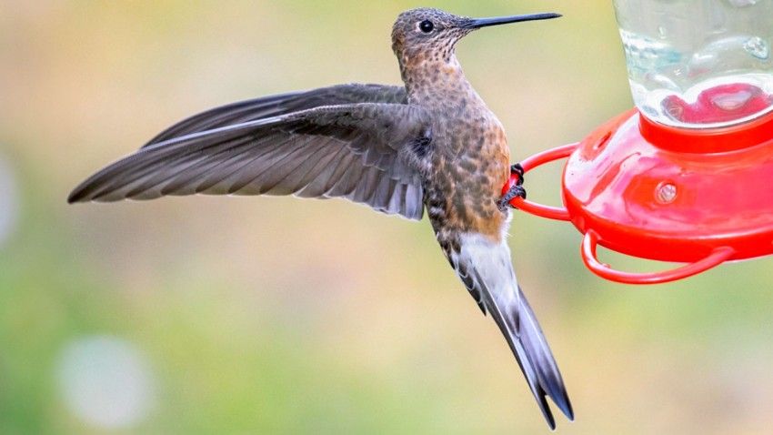 World’s largest hummingbird is actually two species