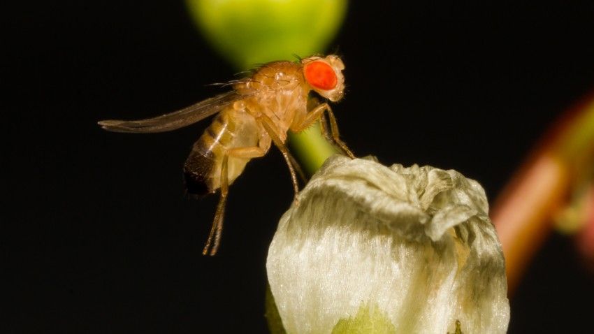 Chinese fruit fly genomes reveal global migrations, repeated evolution