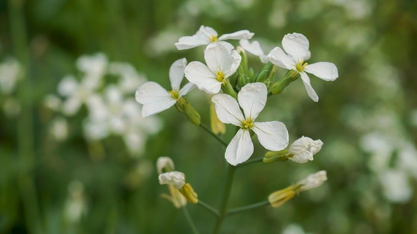 Flowers unfold with surprising precision, despite unruly genes