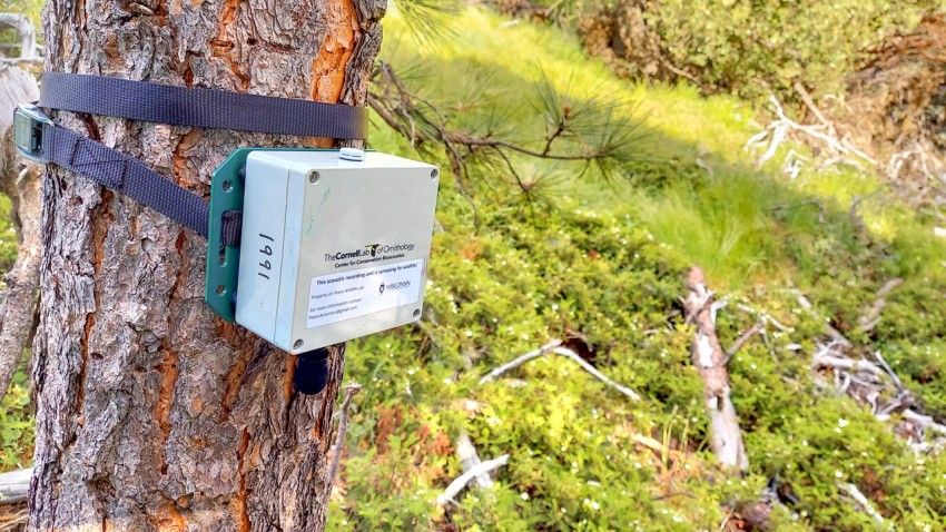 Acoustic monitoring network for birds enhances forest management