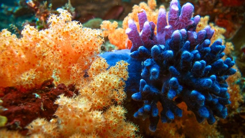 Athletes win collegiate cup to support healthy coral reefs