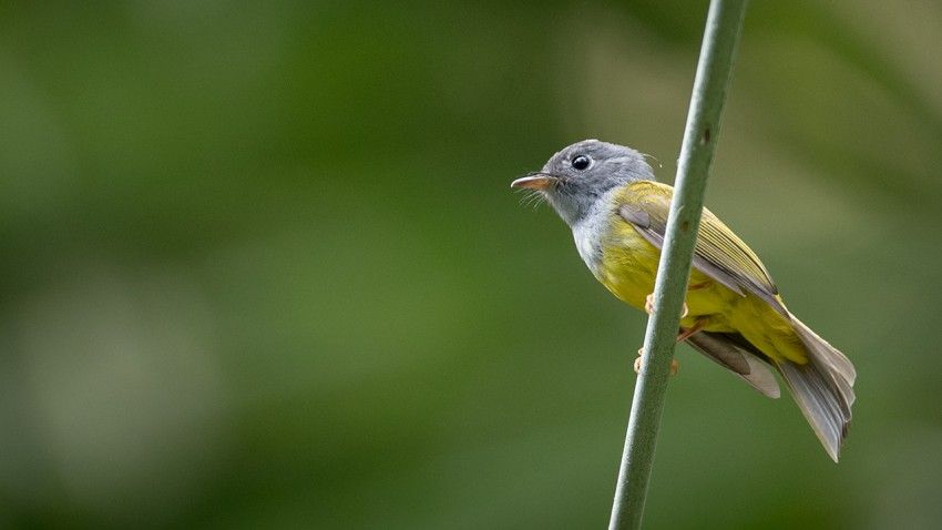 Study reveals why the early bird sings early