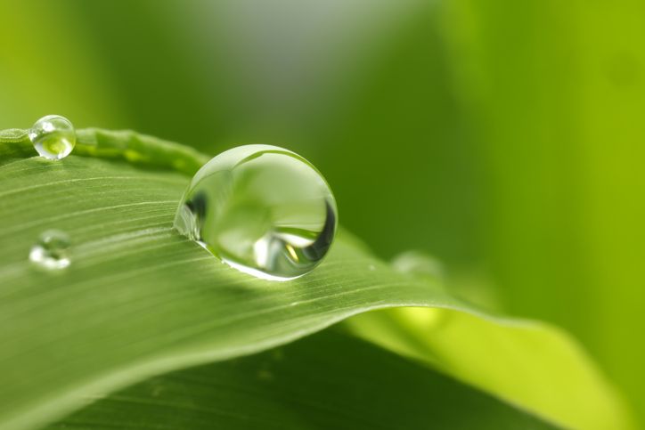 Noninvasive Measurements on Plant Conditions Inspired by Raindrop-Leaf Interaction