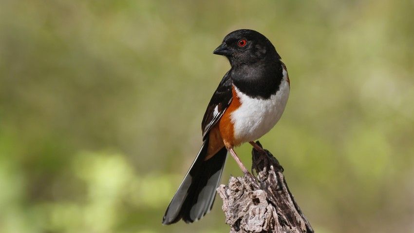 State of America’s birds: Population declines continue