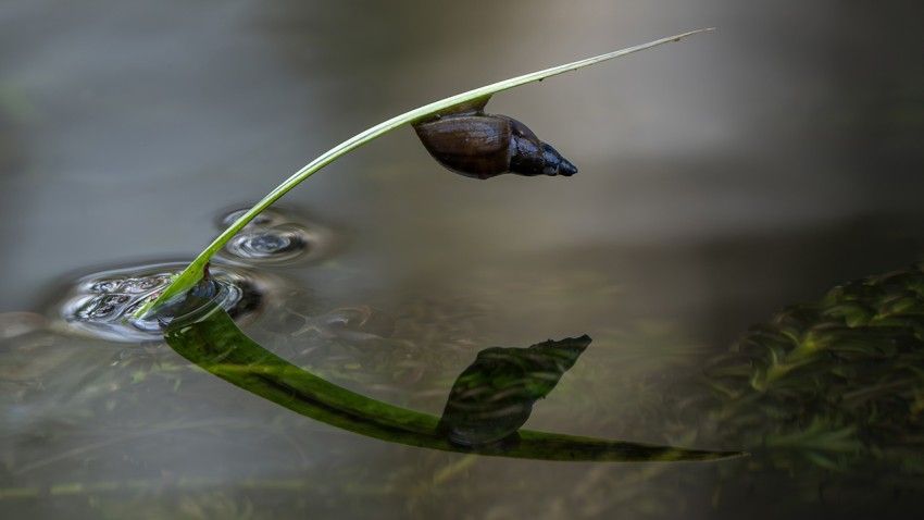 Aquatic vegetation removal has agricultural, economic, health benefits