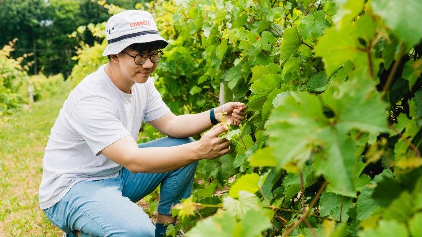 Donor-funded fellowship helping doctoral candidate improve grapevines’ climate resilience