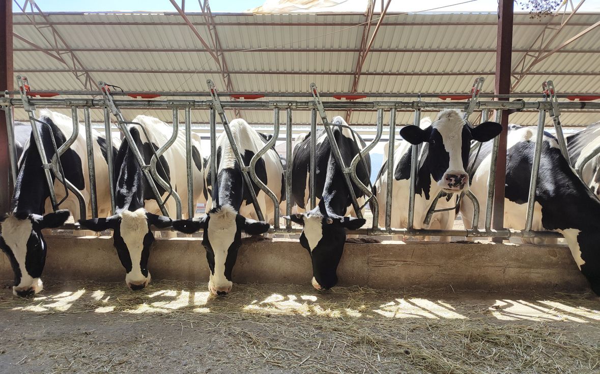 Automating management of teat tissue condition in dairy cows through machine learning