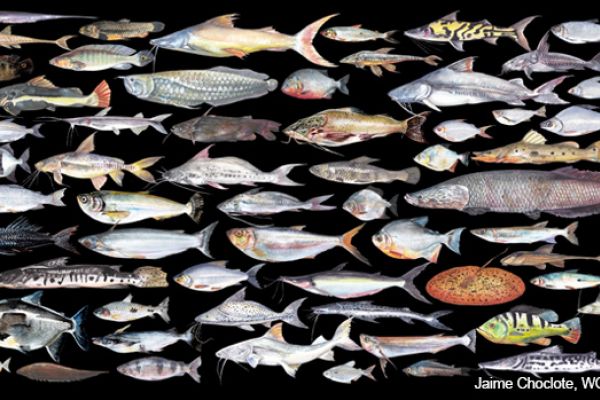 One Health, Fish Edition: Biodiversity, Health and Nutrition through an Aquatic Lens