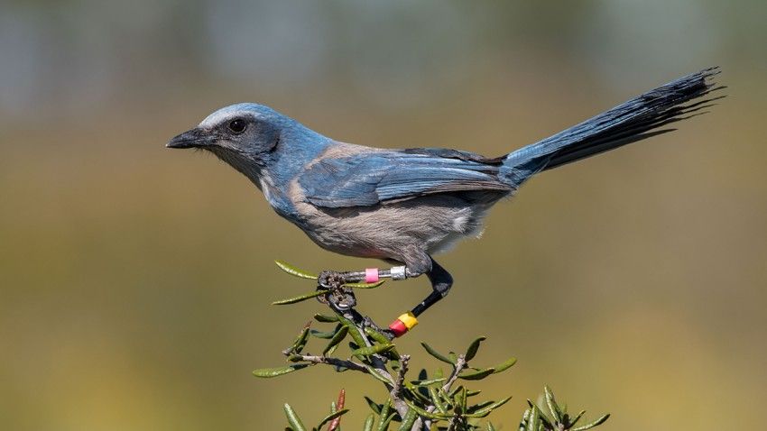 Long-term study reveals warming climates threaten Florida scrub-jay