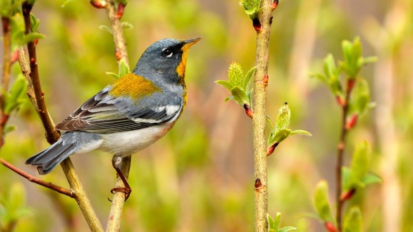 America’s Corn Belt acts as barrier for migrating songbirds