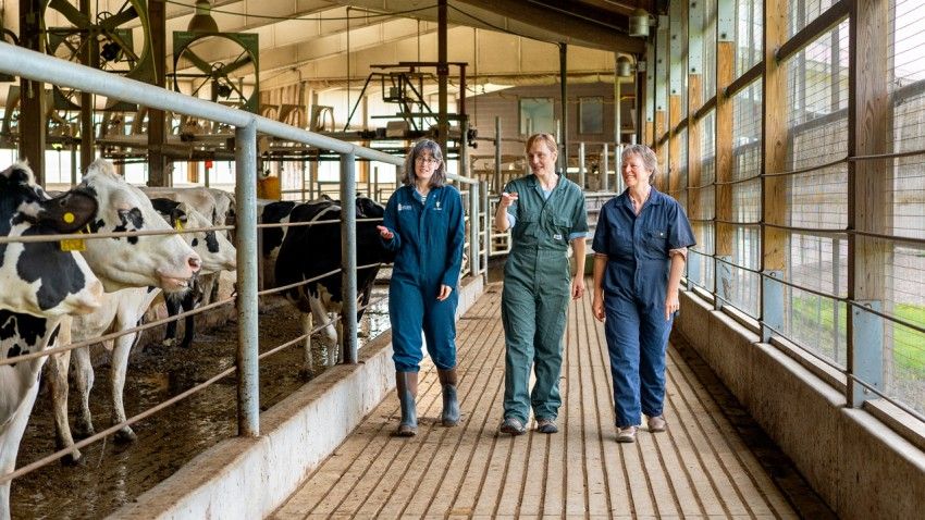 New inflammation test may keep cows healthy, farms productive