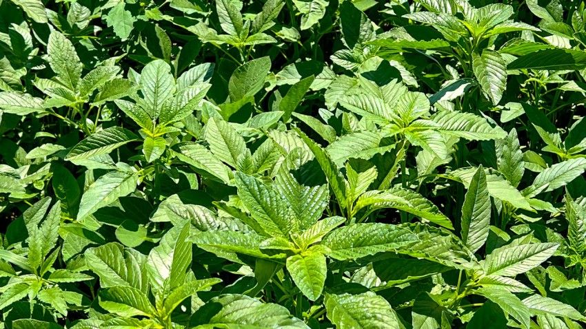 Superweed in NYS found resistant to widely used herbicide