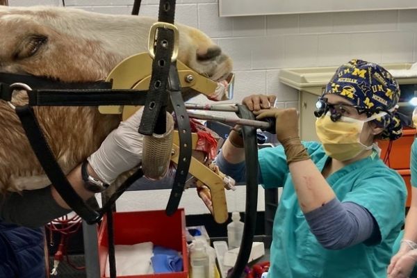 Equine Seminar Series – Dental Care for the Senior Horse