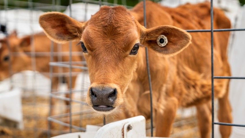 Dairy farm modeling tool boosts sustainability, decision-making