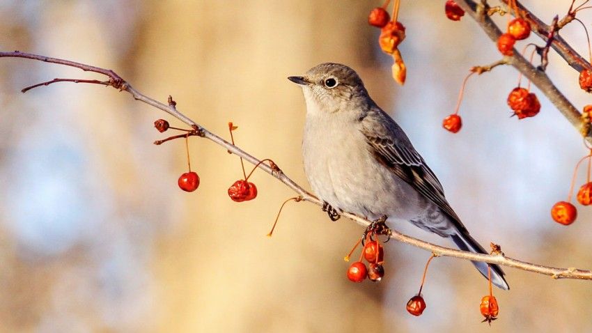 Ready, set … count! Annual birding event aids research