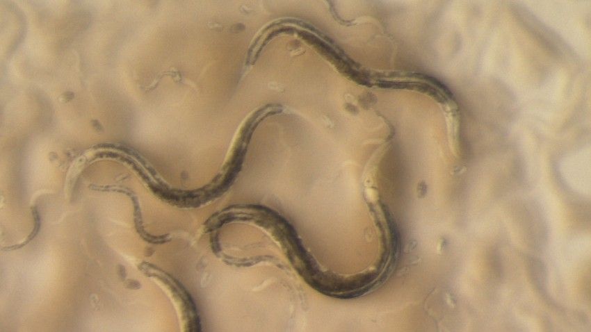 Roundworm genome map benefits synthetic biology, human health