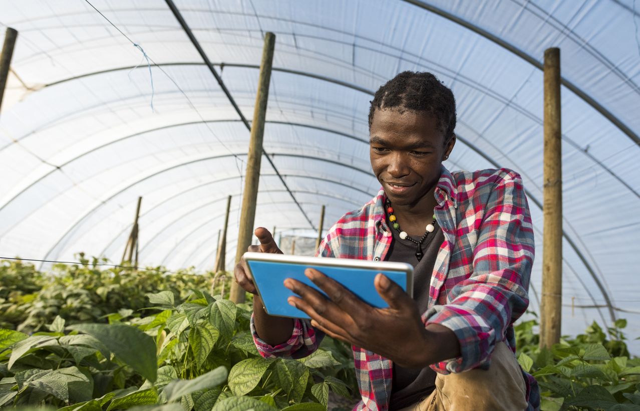 The impact of COVID-19 on digital agriculture SMEs in Kenya