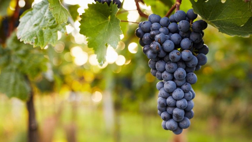 Uncovering ‘terroir’: Project to explore plant-environment interactions