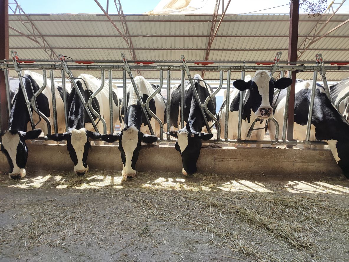 A Social Network for Dairy Cattle￼