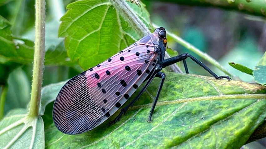 Spotted lanternflies could cost NYS grape industry millions