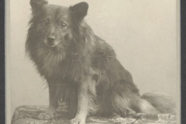 Sit, Stay: An exhibition of early dog photographs