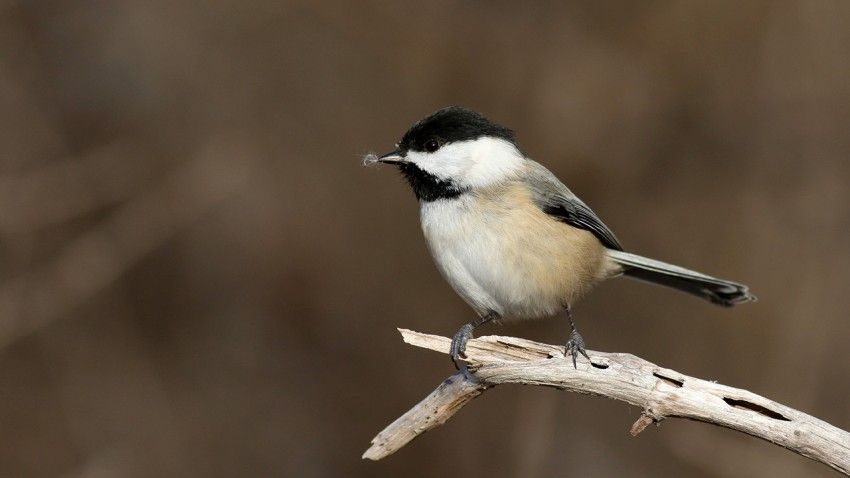 North American bird populations suffering severe decline
