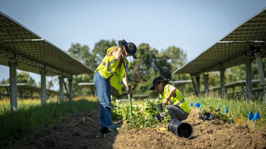 Solar solutions: Agrivoltaics offer array of options for farmland use