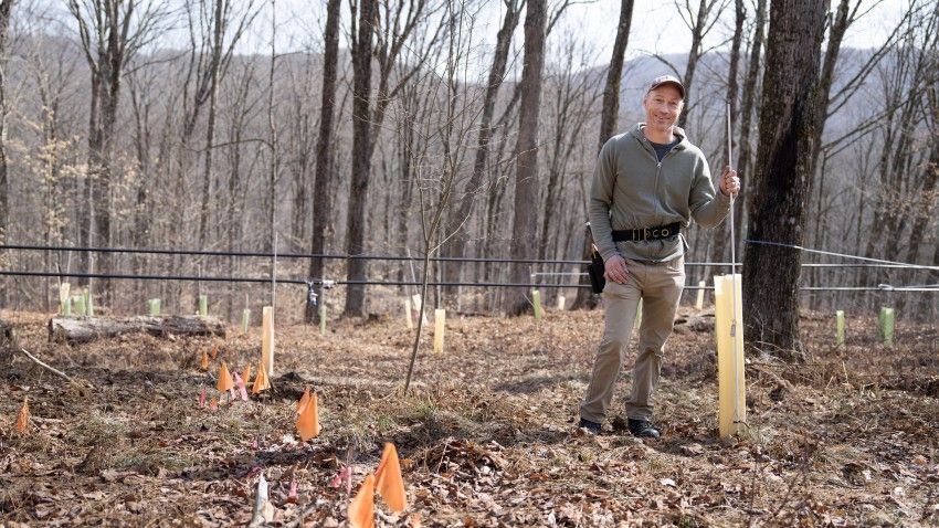 Cornell research designs maple sugarbush agroforestry system