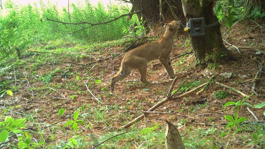 Program seeks NYS volunteers to track wildlife with trail cameras