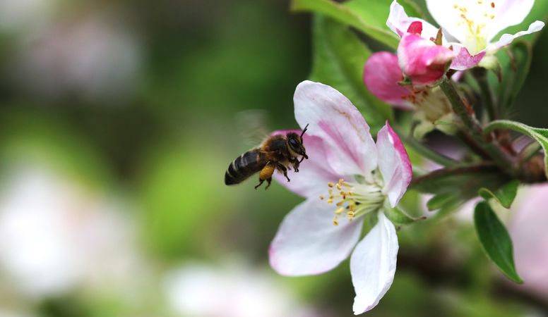 Attracting Wild Pollinators to Orchards: Applications for Sensory Ecology