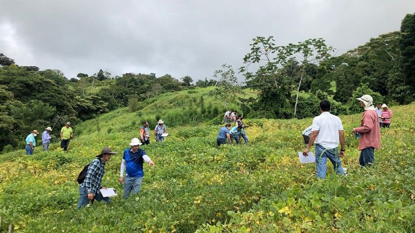 Cornell, Feed the Future collaboration expands options for farmers in Costa Rica