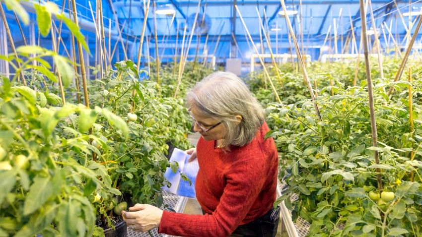 New tomato bred to naturally resist pests and curb disease