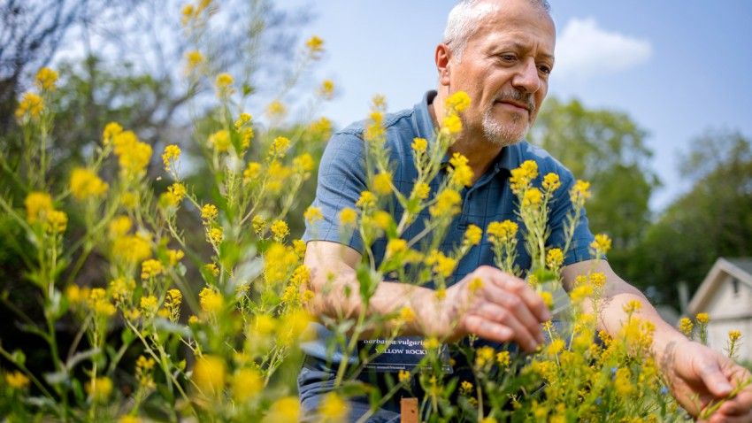 Unlikely coincidence blooms as classic weed guide gets updated